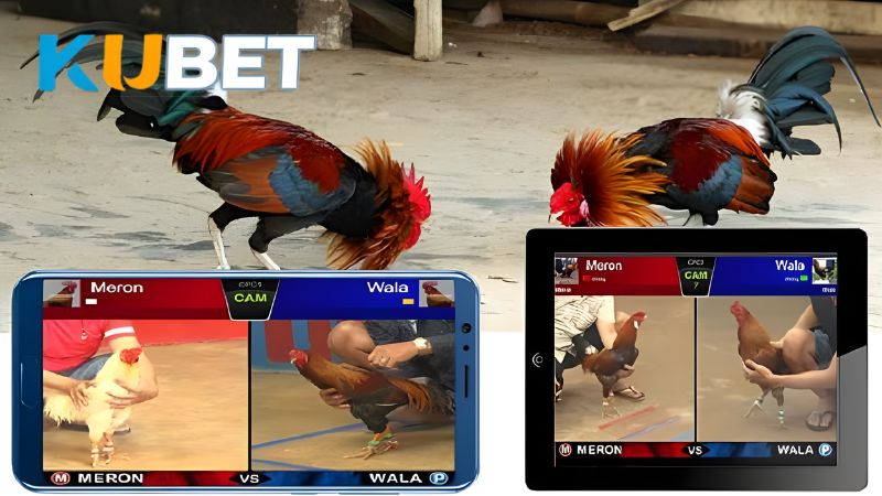 Nhà cái cung cấp nhiều loại kèo Đá Gà KUBET hấp dẫn