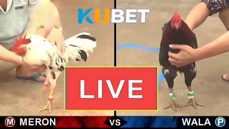 KUBET cung cấp nhiều kèo Đá Gà Thomo hấp dẫn và đầy kịch tính