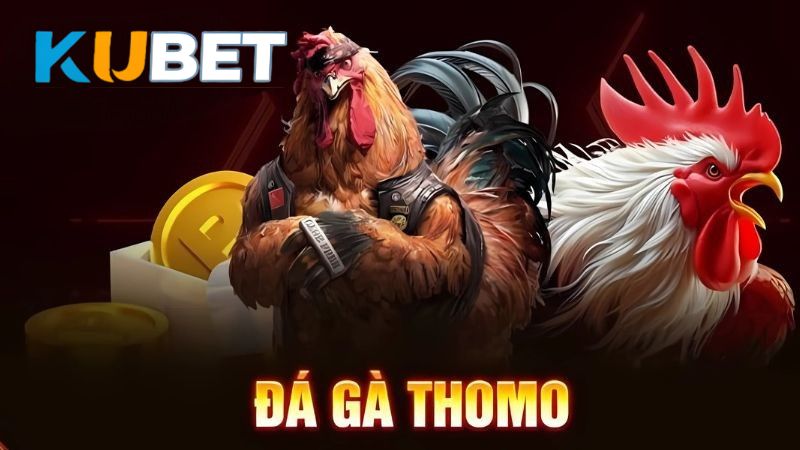 Đá Gà Thomo KUBET - Các Sảnh, Tỷ Lệ Cược & Mẹo Chơi Thắng Lớn