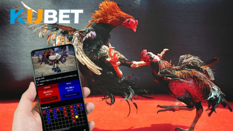 Cách thức tham gia chơi Đá Gà KUBET đơn giản, dễ thao tác