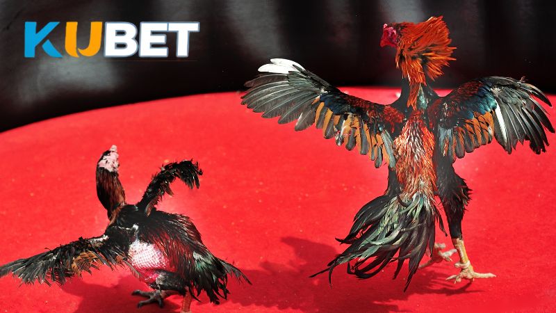 Học hỏi kinh nghiệm cược Đá Gà thắng lớn từ các cao thủ lâu năm