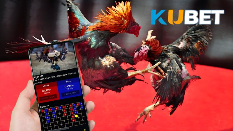 Trải nghiệm game Đá gà KUBET kịch tính trong từng trận đấu