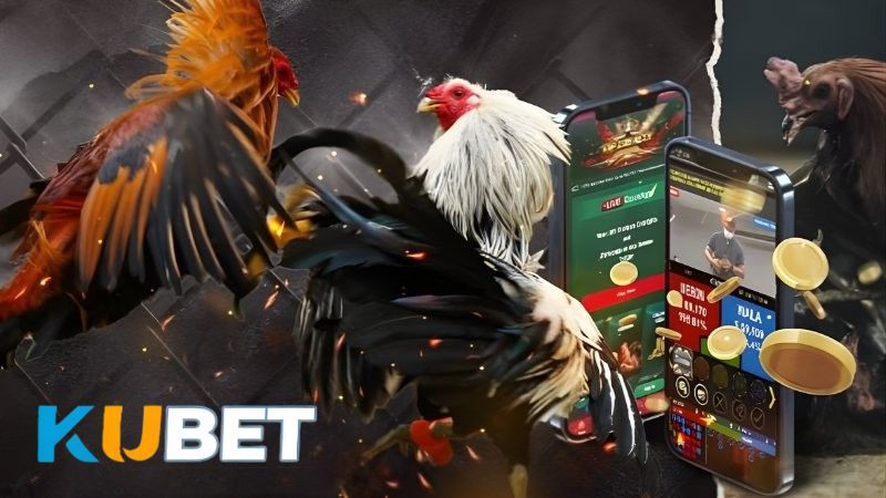 Đá Gà Thomo tại KUBET uy tín, an toàn với cộng đồng người chơi sôi động