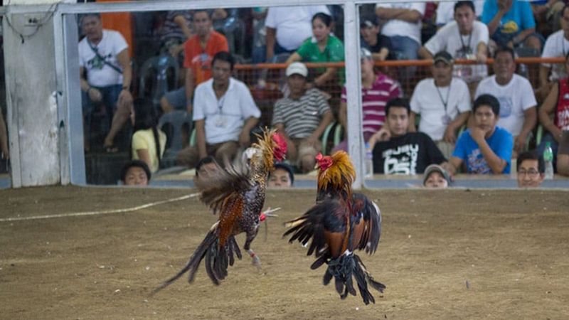 Hầu hết các dòng gà chọi đều phù hợp với đá gà cựa dao