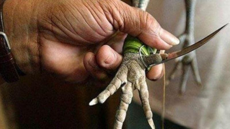 Hãy chọn những con gà có lối đánh hay và dễ huấn luyện