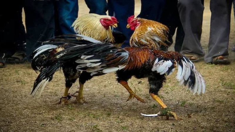 Gà Mỹ là dòng đá gà cựa dao chuyên nghiệp, ấn tượng nhất