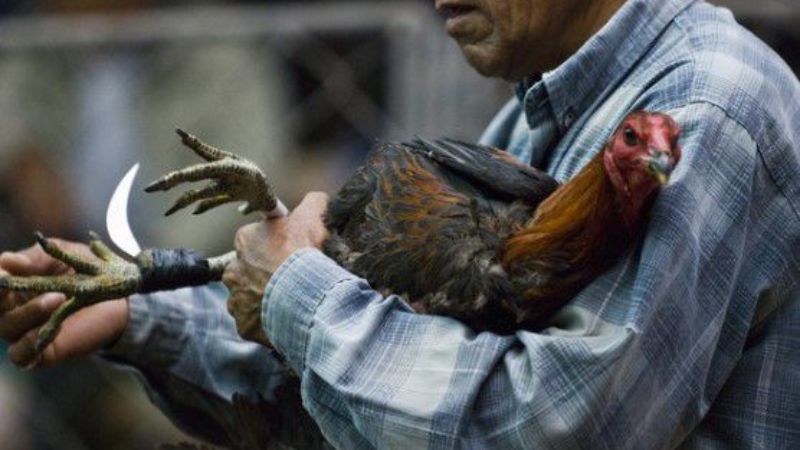 Đá gà cựa dao là hình thức đá gà mà những chú gá được gắn thêm cựa dao ở chân